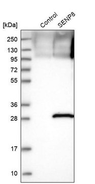 Anti-SENP8 antibody produced in rabbit Prestige Antibodies&#174; Powered by Atlas Antibodies, affinity isolated antibody, buffered aqueous glycerol solution