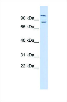 Anti-DAGLB antibody produced in rabbit affinity isolated antibody