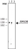 Anti-GM130 (C-terminal) antibody produced in rabbit affinity isolated antibody, buffered aqueous solution