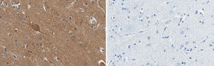 Anti-Substance P Antibody, clone 1K3 ZooMAb&#174; Rabbit Monoclonal recombinant, expressed in HEK 293 cells