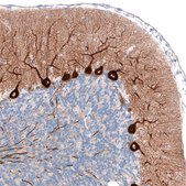 Monoclonal Anti-PCP4 antibody produced in mouse Prestige Antibodies&#174; Powered by Atlas Antibodies, clone CL5306, purified immunoglobulin, buffered aqueous glycerol solution