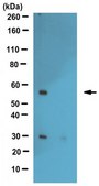 Anti-S1P lyase Antibody from rabbit, purified by affinity chromatography