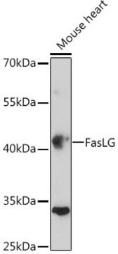 Anti-FasLG antibody produced in rabbit