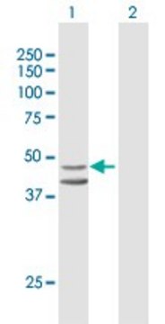 Anti-INDO antibody produced in mouse purified immunoglobulin, buffered aqueous solution
