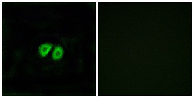 Anti-GPR56 antibody produced in rabbit affinity isolated antibody