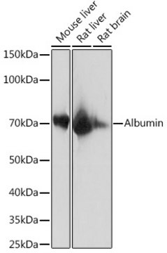 Anti-Albumin Antibody, clone 3O4L7, Rabbit Monoclonal