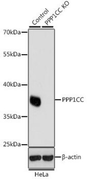 Anti-PPP1CC antibody produced in rabbit