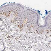 Anti-MKI67 antibody produced in rabbit Ab1, Prestige Antibodies&#174; Powered by Atlas Antibodies, affinity isolated antibody, buffered aqueous glycerol solution