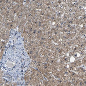 Anti-DHODH antibody produced in rabbit Prestige Antibodies&#174; Powered by Atlas Antibodies, affinity isolated antibody, buffered aqueous glycerol solution