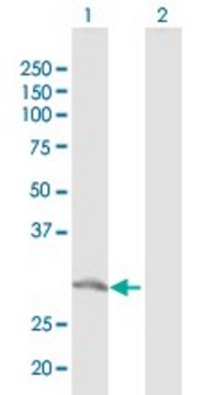 Anti-GTF2F2 antibody produced in rabbit purified immunoglobulin, buffered aqueous solution