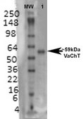 Monoclonal Anti-Vglut2 - Rpe antibody produced in mouse clone S29-29, purified immunoglobulin