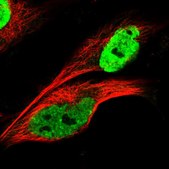 Anti-KHDRBS3 antibody produced in rabbit Prestige Antibodies&#174; Powered by Atlas Antibodies, affinity isolated antibody