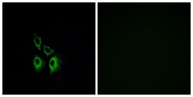 Anti-ADRA1A antibody produced in rabbit affinity isolated antibody