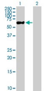 Anti-ZNF671 antibody produced in mouse purified immunoglobulin, buffered aqueous solution