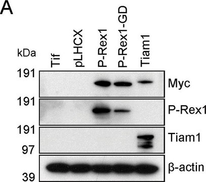 Anti-PREX1 antibody produced in rabbit Prestige Antibodies&#174; Powered by Atlas Antibodies, affinity isolated antibody, buffered aqueous glycerol solution