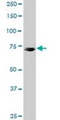 Monoclonal Anti-KCNQ4 antibody produced in mouse clone 2H6, purified immunoglobulin, buffered aqueous solution