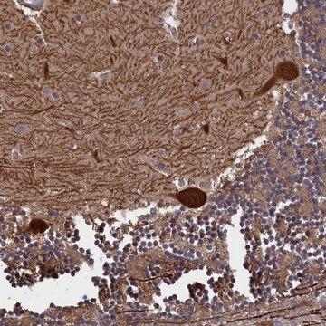 Anti-PLP2 antibody produced in rabbit Prestige Antibodies&#174; Powered by Atlas Antibodies, affinity isolated antibody, buffered aqueous glycerol solution