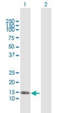 Anti-NRG4 antibody produced in mouse purified immunoglobulin, buffered aqueous solution