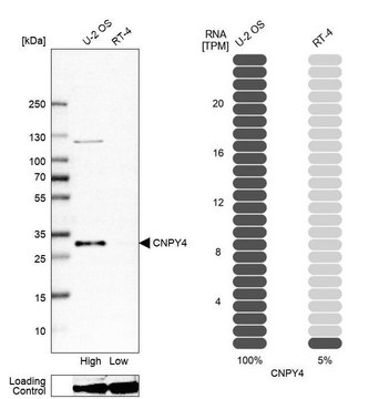 Anti-CNPY4 antibody produced in rabbit affinity isolated antibody, buffered aqueous glycerol solution