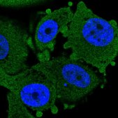 Anti-CHURC1 antibody produced in rabbit Prestige Antibodies&#174; Powered by Atlas Antibodies, affinity isolated antibody, buffered aqueous glycerol solution