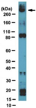 Anti-NSD1 Antibody, clone 1NW-1A10 ascites fluid, clone 1NW-1A10, from mouse