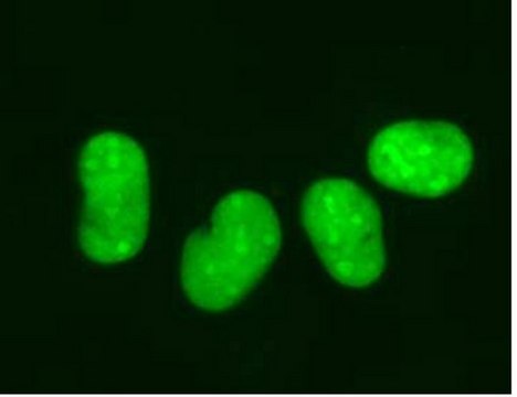 LentiBrite GFP-HMGB1 Lentiviral Biosensor