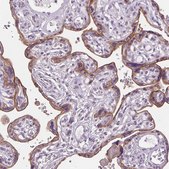 Anti-SIGLEC6 antibody produced in rabbit Prestige Antibodies&#174; Powered by Atlas Antibodies, affinity isolated antibody, buffered aqueous glycerol solution
