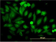 Monoclonal Anti-ENO1 antibody produced in mouse clone 8G8, purified immunoglobulin, buffered aqueous solution