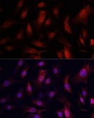 Anti- YAP1 antibody produced in rabbit