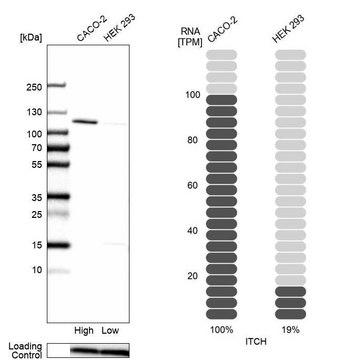 Anti-ITCH antibody produced in rabbit Prestige Antibodies&#174; Powered by Atlas Antibodies, affinity isolated antibody