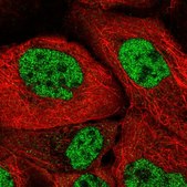 Anti-SRSF7 antibody produced in rabbit Prestige Antibodies&#174; Powered by Atlas Antibodies, affinity isolated antibody, buffered aqueous glycerol solution