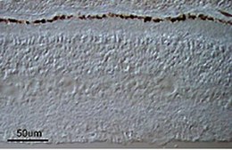 Anti-Retinal Pigment Epithelium 65 Antibody clone 401.8B11.3D9, Chemicon&#174;, from mouse
