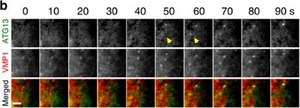 Anti-Atg13 Antibody, clone 2H4.2 clone 2H4.2, from mouse