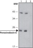 Anti-Peroxiredoxin 6 (N-terminal) antibody produced in rabbit ~1.0&#160;mg/mL, affinity isolated antibody, buffered aqueous solution