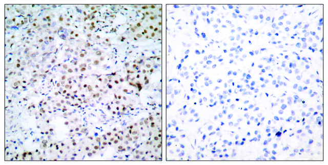 Anti-CREB antibody produced in rabbit affinity isolated antibody