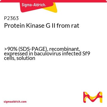 Protein Kinase&#160;G II from rat &gt;90% (SDS-PAGE), recombinant, expressed in baculovirus infected Sf9 cells, solution