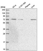 Anti-UNC93B1 antibody produced in rabbit Prestige Antibodies&#174; Powered by Atlas Antibodies, affinity isolated antibody