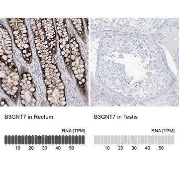 Anti-B3GNT7 antibody produced in rabbit Prestige Antibodies&#174; Powered by Atlas Antibodies, affinity isolated antibody, buffered aqueous glycerol solution