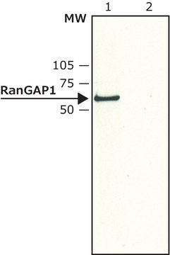 Anti-RanGAP1 (N-terminal) antibody produced in rabbit affinity isolated antibody, buffered aqueous solution, ~2&#160;mg/mL