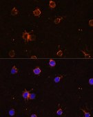 Anti-CD11B antibody produced in rabbit