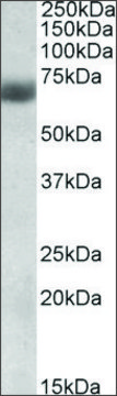 Anti-NFE2L2 antibody produced in goat affinity isolated antibody, buffered aqueous solution