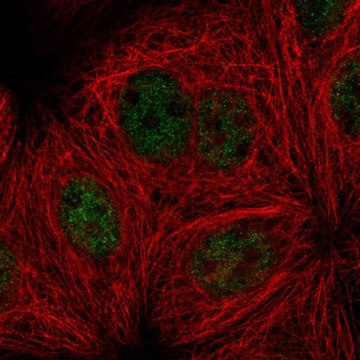 Anti-PPP4R3A antibody produced in rabbit Prestige Antibodies&#174; Powered by Atlas Antibodies, affinity isolated antibody