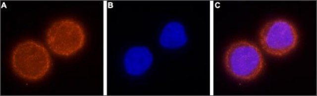 Anti-Potassium Channel Kv10.1 (EAG-1) antibody produced in rabbit affinity isolated antibody, lyophilized powder
