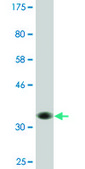 Monoclonal Anti-HIP1R antibody produced in mouse clone 3E10, ascites fluid