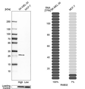 Anti-RAB32 antibody produced in rabbit Prestige Antibodies&#174; Powered by Atlas Antibodies, affinity isolated antibody, buffered aqueous glycerol solution