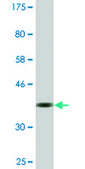 Monoclonal Anti-RBM14 antibody produced in mouse clone 4E1, ascites fluid