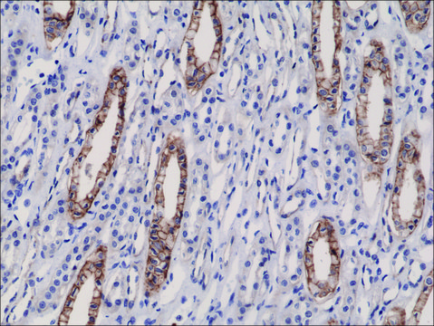 Anti-JAM1 antibody, Rabbit monoclonal recombinant, expressed in HEK 293 cells, clone RM275, purified immunoglobulin