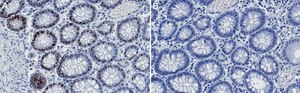 Anti-FOXA2 Antibody, clone 1H12 ZooMAb&#174; Rabbit Monoclonal recombinant, expressed in HEK 293 cells