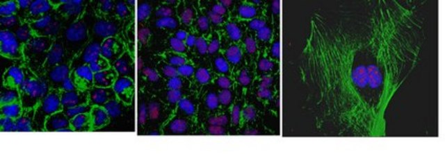 Anti-MSL-2 Antibody, clone 10C3.1 clone 10C3.1, from mouse