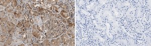 Anti-FTO Antibody, clone 4B21 ZooMAb&#174; Rabbit Monoclonal recombinant, expressed in HEK 293 cells